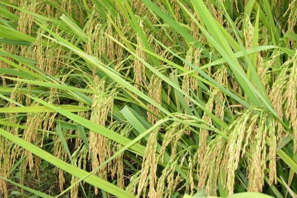 高温对水稻的影响是什么?