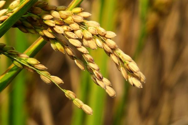 高温对水稻的影响是什么?