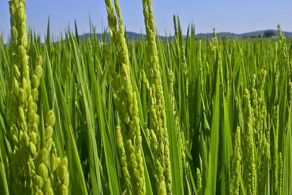 高温对水稻的影响是什么?