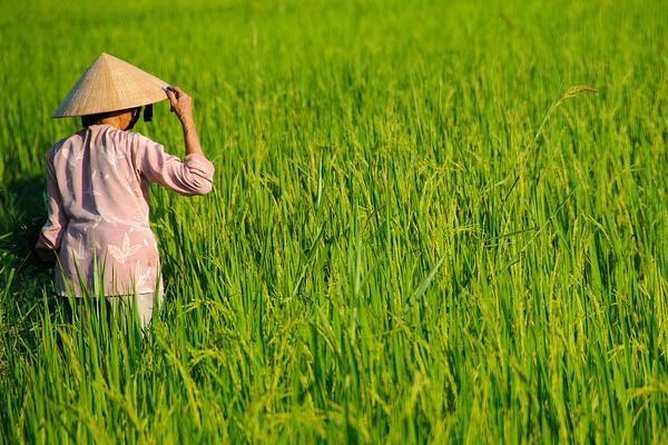 高温对水稻的影响是什么?