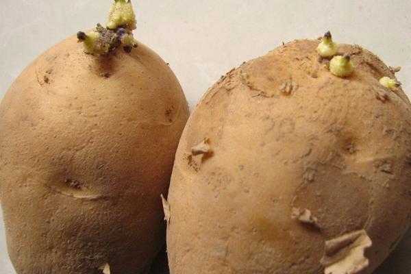 马铃薯是土豆还是红薯?