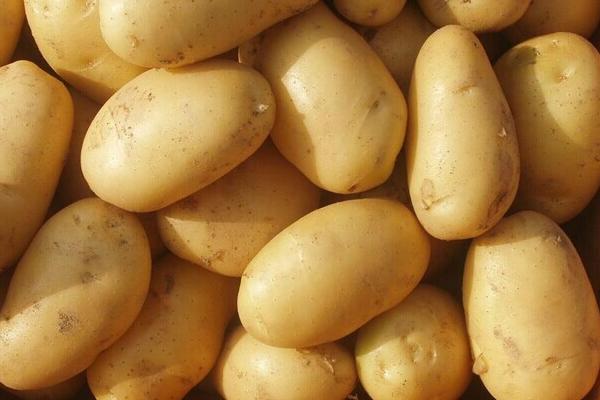 马铃薯是土豆还是红薯?