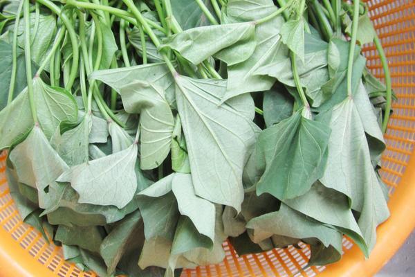 红薯苗怎么吃?