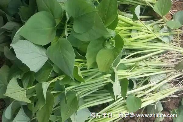 孕妇可以吃红薯叶吗?