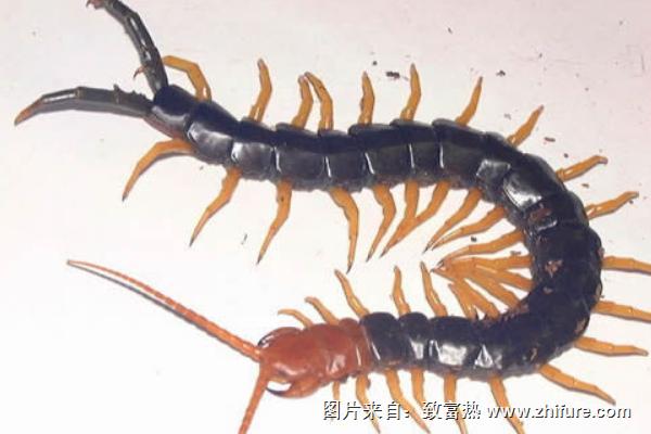 蜈蚣怕什么?