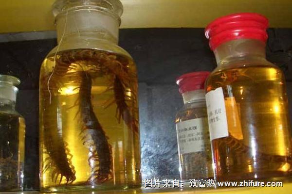 蜈蚣泡酒有什么功效作用?