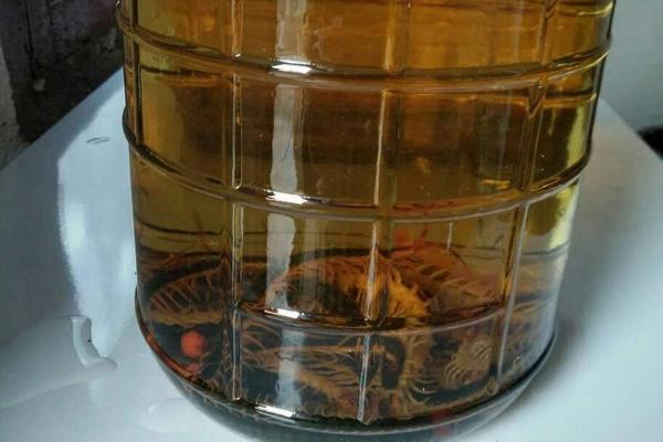 蜈蚣泡酒有什么功效作用?