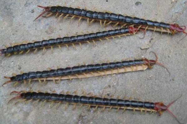 蜈蚣泡酒有什么功效作用?