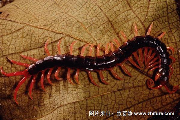 家里有蜈蚣怎么办?