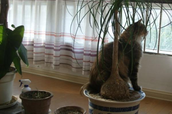 家里有蜈蚣怎么办?