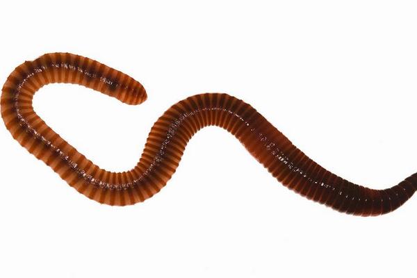 蚯蚓能吃吗?
