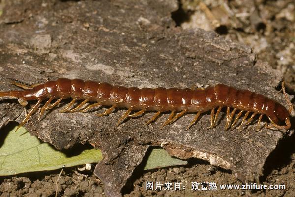 蜈蚣的天敌是什么?