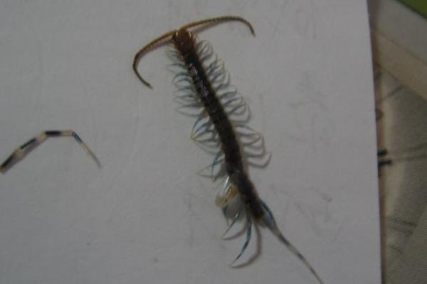 蜈蚣的天敌是什么？