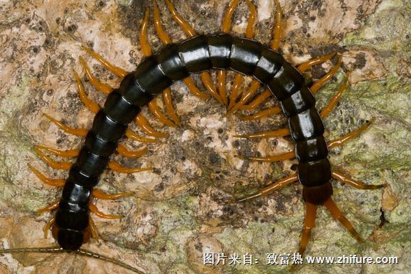 被蜈蚣咬了会死吗?