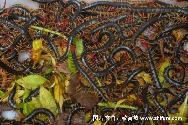 蜈蚣养殖前景如何?-