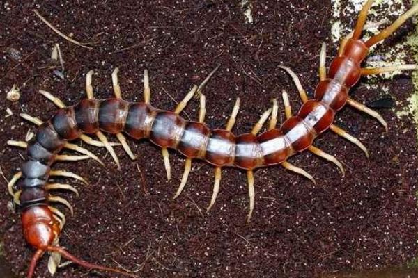 蜈蚣养殖前景如何?-