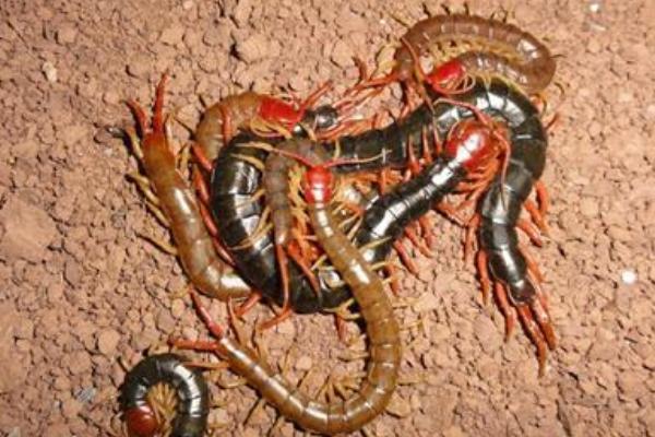 蜈蚣养殖前景如何?-