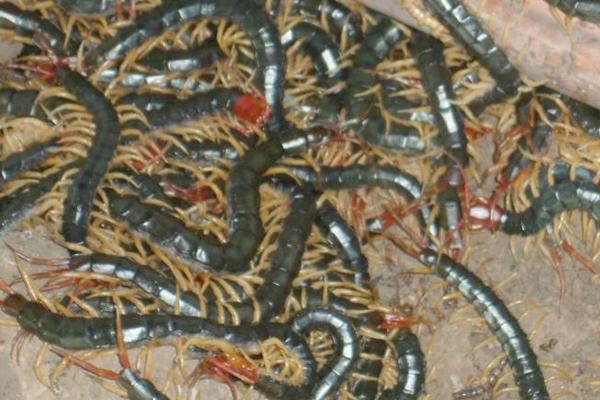 蜈蚣养殖前景如何?-