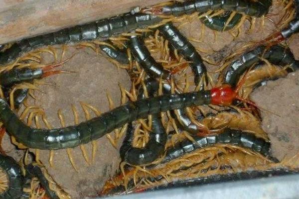 蜈蚣养殖前景如何?-