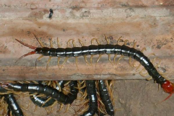 蜈蚣养殖前景如何?-