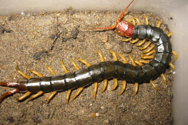 蜈蚣养殖前景如何?-