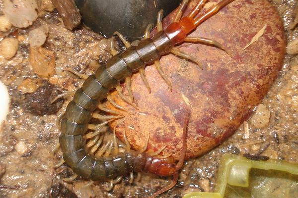 蜈蚣养殖前景如何?-