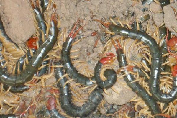蜈蚣养殖前景如何?-