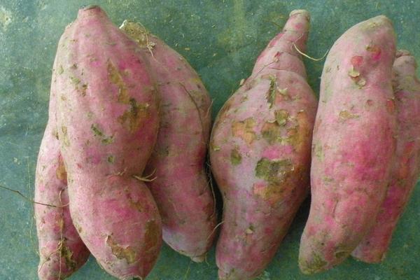 煮红薯要多长时间?