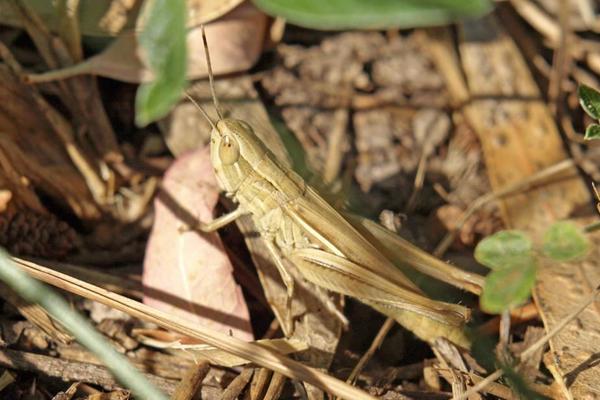 蝗虫和蚂蚱的区别是什么?