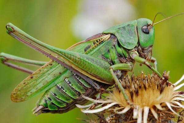 蝗虫和蚂蚱的区别是什么?