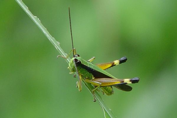 蝗虫和蚂蚱的区别是什么?