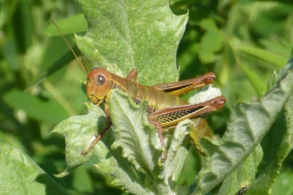 蝗虫和蚂蚱的区别是什么?