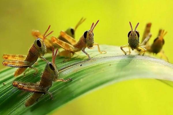 蝗虫和蚂蚱的区别是什么?