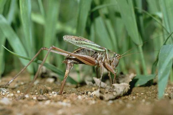 蝗虫和蚂蚱的区别是什么?