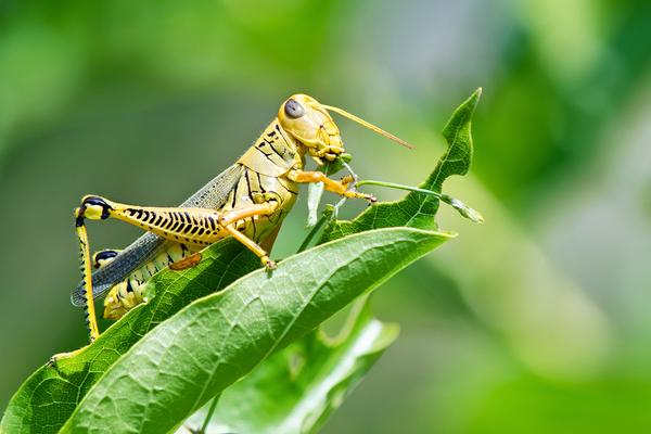 蝗虫和蚂蚱的区别是什么?