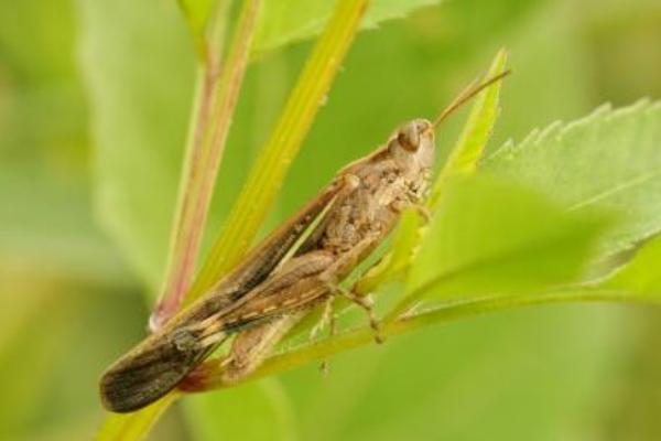 蝗虫和蚂蚱的区别是什么?