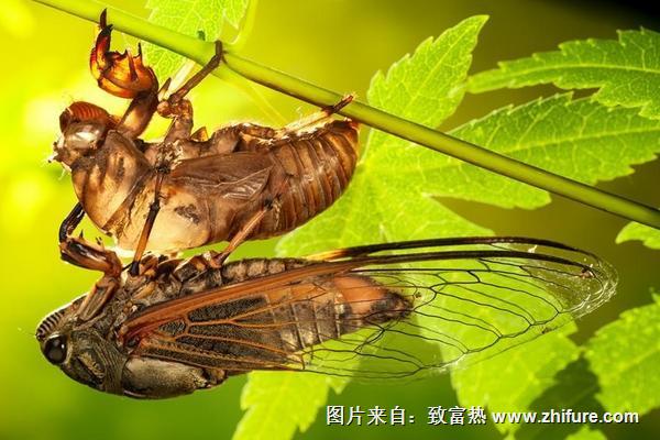 吃金蝉有什么好处?