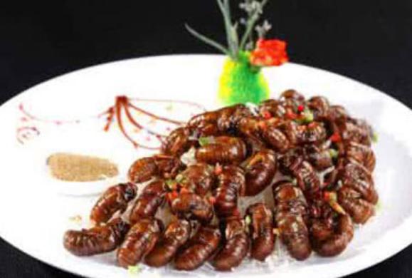 吃金蝉有什么好处?