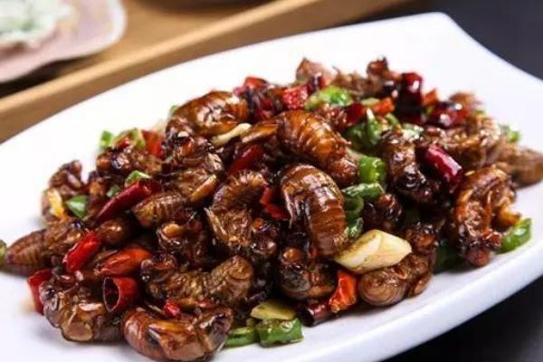 吃金蝉有什么好处?