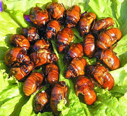 吃金蝉有什么好处?