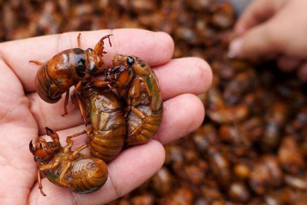 吃金蝉有什么好处?