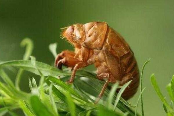 吃金蝉有什么好处?