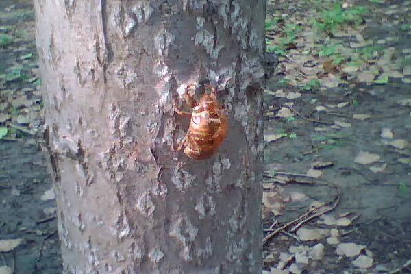 金蝉的功效与作用及禁忌