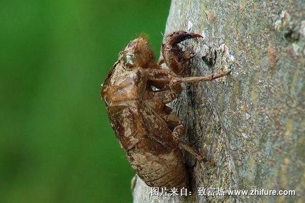 金蝉壳价格多少钱一斤？