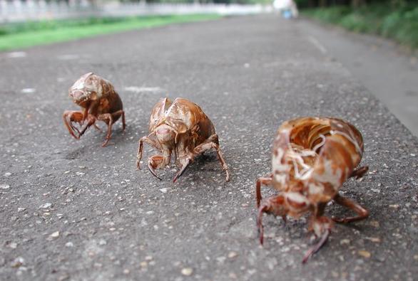 金蝉壳价格多少钱一斤？