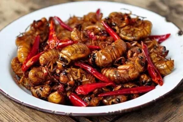 金蝉怎么做好吃?