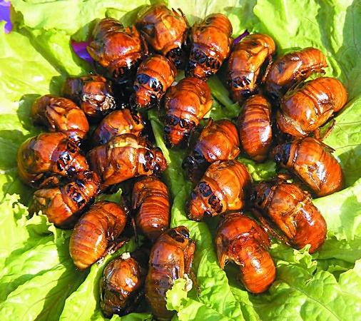 金蝉怎么做好吃?