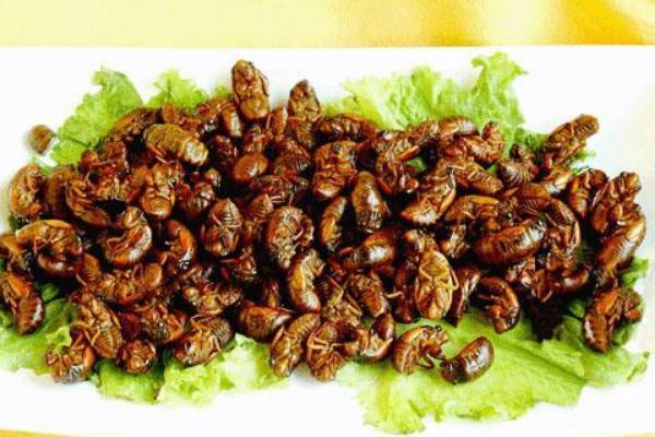 金蝉怎么做好吃?