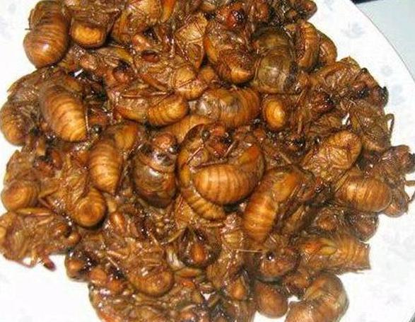 金蝉怎么做好吃?