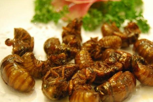 金蝉怎么做好吃?